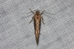 Macrobathra nephelomorpha