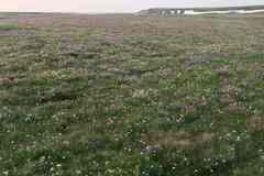 Oxytropis borealis viscida