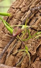 Cryptostylis ovata