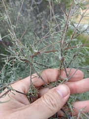 Olearia lineata