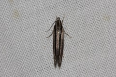 Leptosaces schistopa