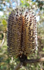 Banksia saxicola