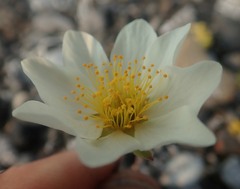 Dryas integrifolia