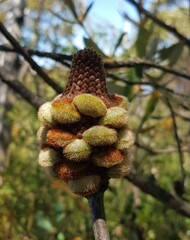 Banksia saxicola