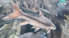 Neolissochilus