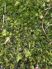 Racomitrium aciculare