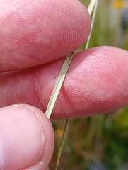 Carex buchananii