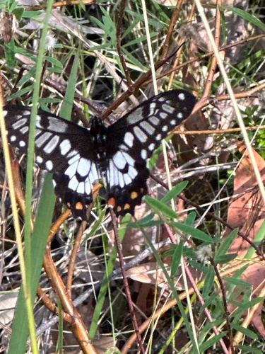 Dainty Swallowtail photo 4