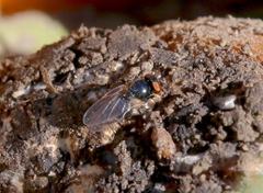 Lonchaea