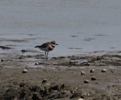 Charadrius bicinctus