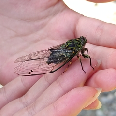 Amphipsalta zelandica