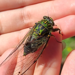 Amphipsalta zelandica