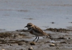 Charadrius bicinctus