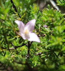Boronia pilosa