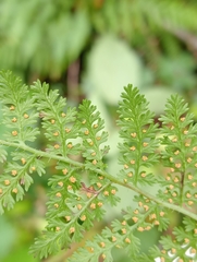 Hypolepis millefolium