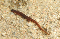 Eroticoscincus graciloides