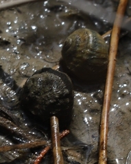 Amphibola crenata