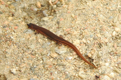 Eroticoscincus graciloides