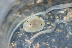 Acanthodoris nanaimoensis
