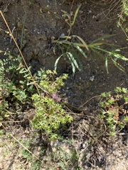 Euphorbia falcata