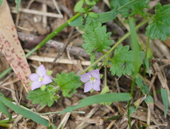 Veronica calycina