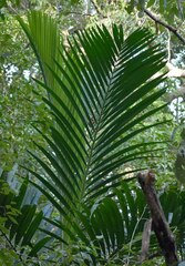 Ptychosperma elegans