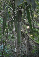 Ptychosperma elegans