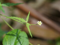 Hydrocotyle geraniifolia