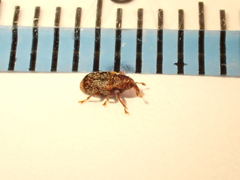 Peristoreus flavitarsis