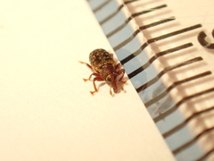 Peristoreus flavitarsis