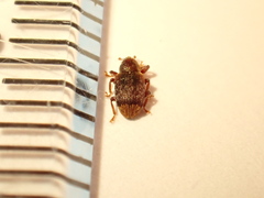 Peristoreus flavitarsis