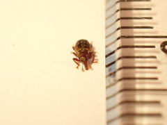 Peristoreus flavitarsis