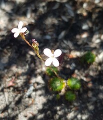 Stylidium