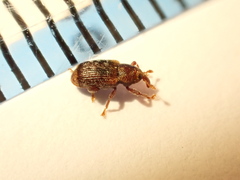 Peristoreus flavitarsis