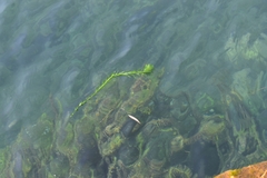 Hydrilla verticillata