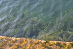 Hydrilla verticillata