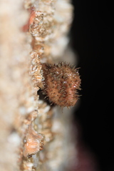 Boltenia villosa
