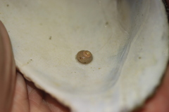 Calliostoma