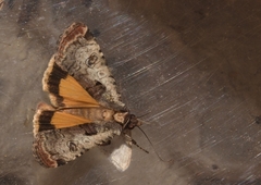 Epilecta linogrisea
