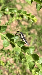 Rhinotia suturalis