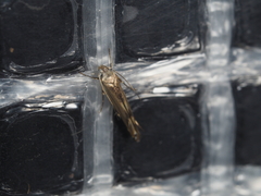 Thiotricha atractodes