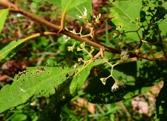 Callicarpa longifolia
