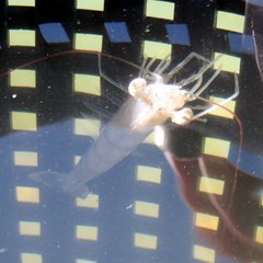 Penaeus aztecus