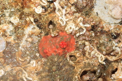 Psolus chitonoides