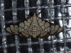 Aphytoceros lucusalis