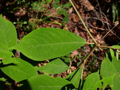 Callicarpa longifolia
