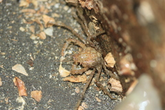 Oregonia gracilis