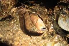 Glebocarcinus oregonensis