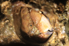 Glebocarcinus oregonensis