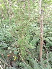 Coprosma rotundifolia